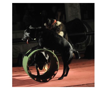 The doggies dance theater...